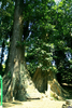 Pohon Meranti Image