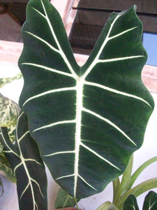 Plant Leaf Image