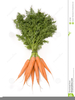 Clipart Images Of Carrots Image