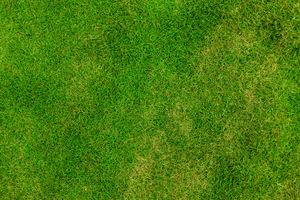 grass pattern free images at clker com vector clip art online grass pattern