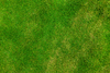 Grass Pattern Image