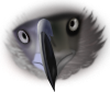 Realistic Eagle Face Clip Art