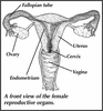 Reproductive System Definition From Answers Image