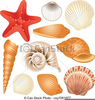 Clipart And Photos Of Seashells Image