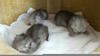 Grey Persian Kittens Image