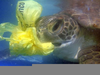 Turtles Eating Plastic Image