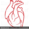 Clipart Picture Human Heart Image