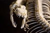 Snake Skeleton T Image