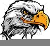 Cartoon Hawk Clipart Image