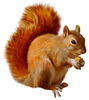 Squirrel Clipart Image