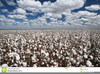 Clipart Cotton Field Image