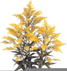 Solidago Yellow Submarine Image