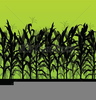Free Clipart Corn Field Image