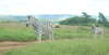 Zebra Image