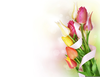 Spring Clipart Wallpaper Image