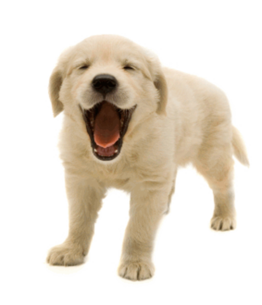 free clipart smiling dog - photo #9