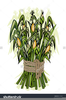 Corn Stalk Clipart Image