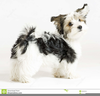 Maltese Dog Clipart Image