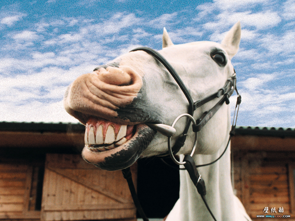 clipart horse laughing - photo #27