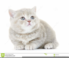 Free Cute Kitten Clipart Image