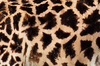 Giraffe Texture Hih Image
