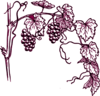 Maroon Grape Vine Clip Art