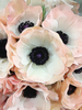 Anemone Image