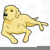 Clipart Yellow Labrador Retriever Image