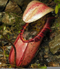 Carnivorous Plants Eating Image