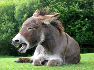 Donkey Image