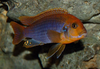 Rusty Cichlid Care Image