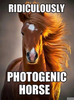 Ridiculously Photogenic Horse Image