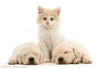 Clipart Puppies And Kittens Image