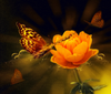 Background With Flower And Butterfl Image