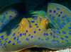 Spotted Stingray Pictures Image