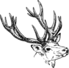 Stag Head Image