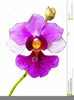 Free Orchid Clipart Image