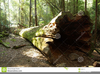 Fallen Tree Clipart Image