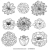 Clipart Drawn Flowers Image
