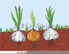 Garlic Clipart Image