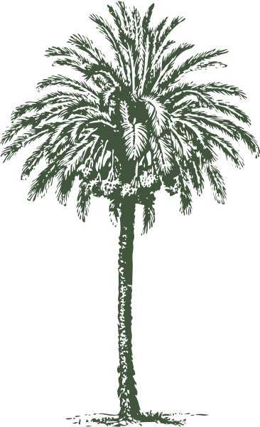 date palm tree cartoon. Date Palm