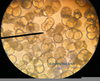 Pollen Microscope X Image
