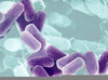 Purple Photosynthetic Bacteria Image