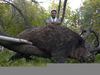 Largest Boar Image