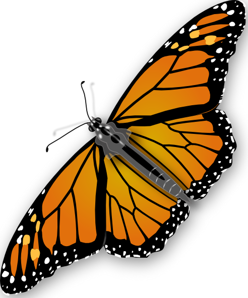 clip art butterfly pictures - photo #6