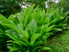 Turmeric Plant Images Image