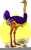 Ostrich Clipart Image