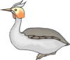 Grebe Clip Art