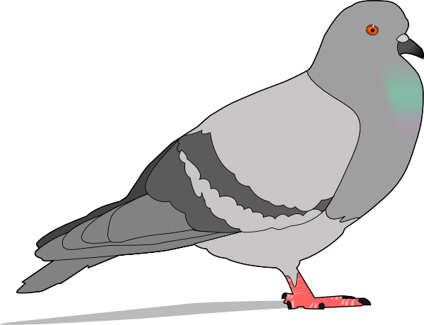 clipart pigeon - photo #2