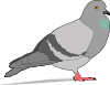 Pigeon  Clip Art